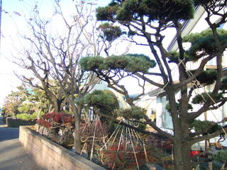shimo 003.JPG